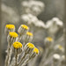 Dusty Miller Photo 46