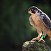 Pete Falco Photo 19