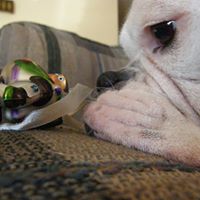 Joshua Gregoire Photo 7