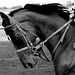 Ellis Henderson Photo 17