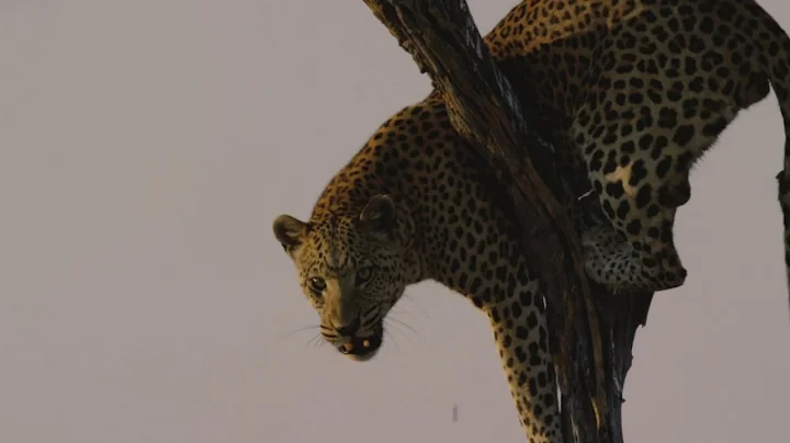 John Leopard Photo 28
