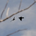 Raven Jackson Photo 41