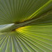 Darwin Leaf Photo 11