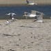 Byron Terns Photo 7