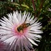 Nancy Mcandrew Photo 14