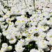 Daisy Fox Photo 34