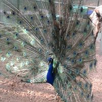 Geetha Narayan Photo 7