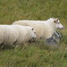 Rolla Breed Photo 12