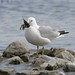 Jim Ring Photo 37