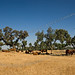 Chene Brown Photo 16
