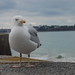 Maurice Malo Photo 17