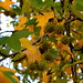 Autumn Sweet Photo 21