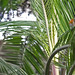 Robin Palm Photo 29