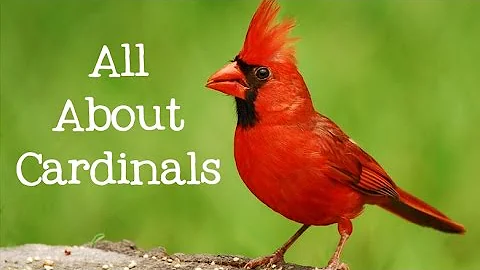 Virginia Cardinal Photo 8