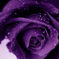 Mohammad Hameed Photo 3