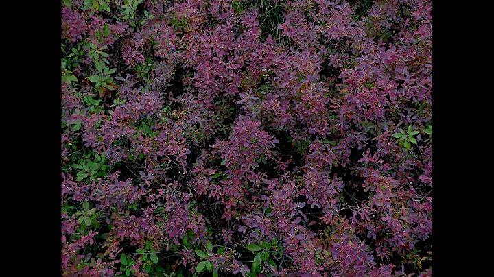 Cynthia Fleming Photo 33