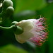 Shu Pan Photo 22
