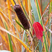 Autumn Reed Photo 46