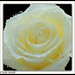 Lori Sweet Photo 31