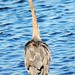 Dorothy Heron Photo 16