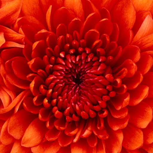 Sandhya Singh Photo 14