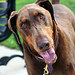 Clifford Sweet Photo 17