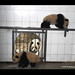 Xin Jin Photo 25