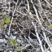Robert Geer Photo 42