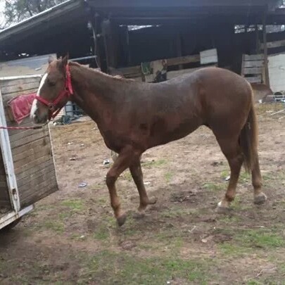Carlos Jaquez Photo 12