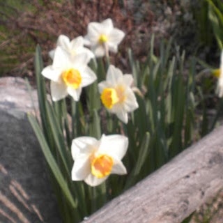 Carol Crothers Photo 8
