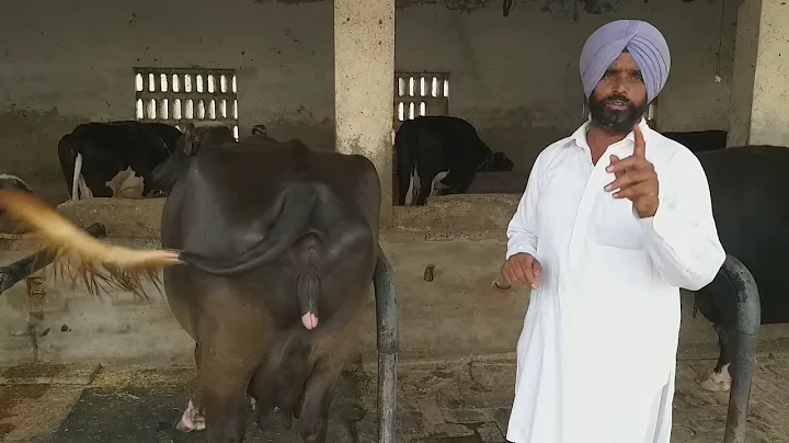 Sukhmander Singh Photo 20
