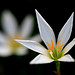 Lily Jiang Photo 31