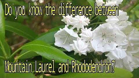 Laurel Floyd Photo 16