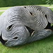 Peter Randall Photo 45