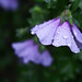 Flora Davis Photo 36