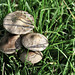 Tiny Brown Photo 34