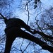 Charles Chew Photo 41