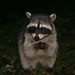 Steven Coons Photo 27