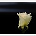 Rosa Roy Photo 24
