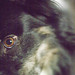 Calvin Collie Photo 19