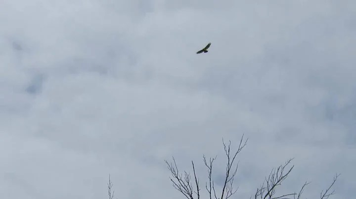 Jeremiah Hawk Photo 12