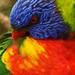 Lori Wild Photo 31