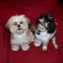 Vickie Carr Photo 25