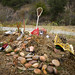 Travis Goldsmith Photo 26