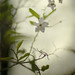 Andrew Fiore Photo 38