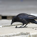 Crystal Crow Photo 38