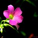 Silvestre Duarte Photo 26