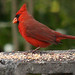 Craig Cardinal Photo 26