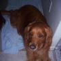 Robert Simpkins Photo 28