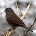 B Bird Photo 29